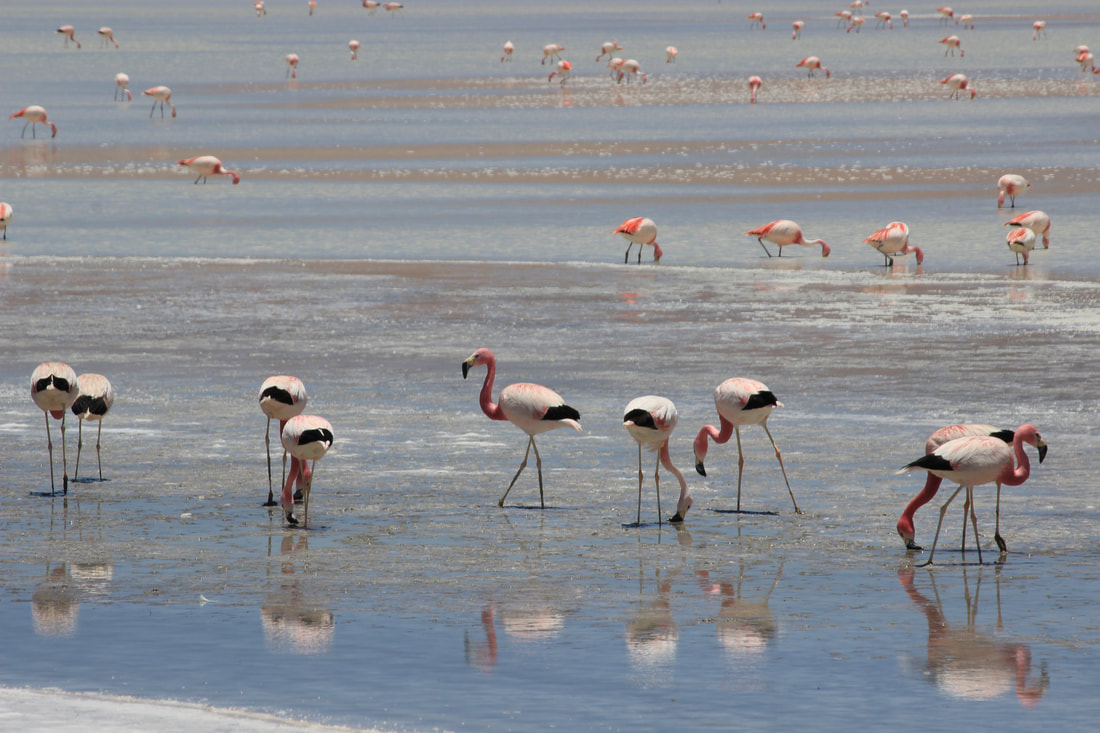 Flamingos feeding on Bolivian Lake