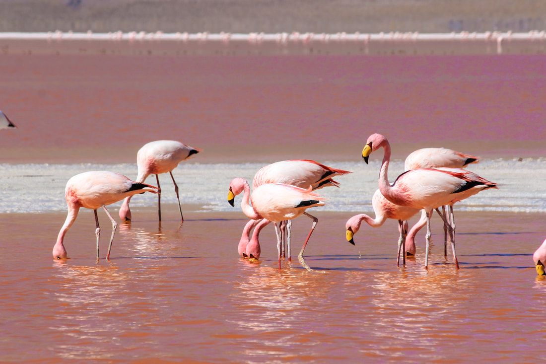 Flamingos feeding in Bolivias Red Lagoon